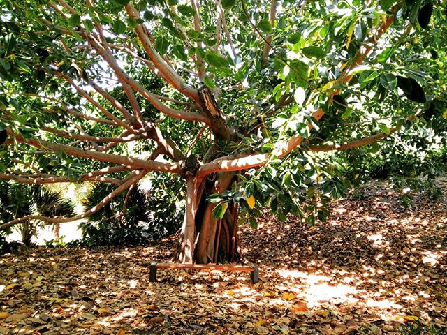 Ficus ficus, everywhere…